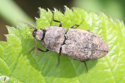 <i>Agrypnus murinus</i>