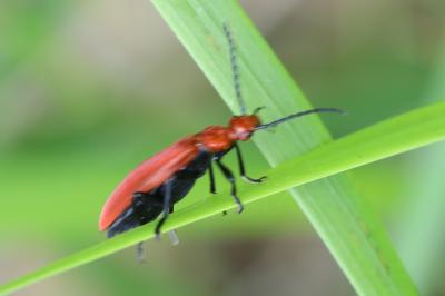 <i>Pyrochroa serraticornis</i>