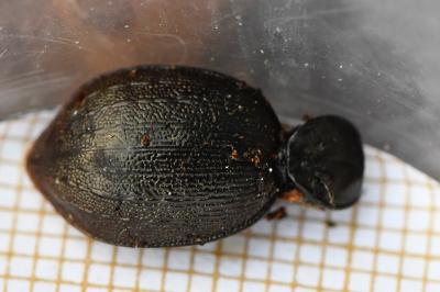 <i>Cychrus attenuatus</i>
