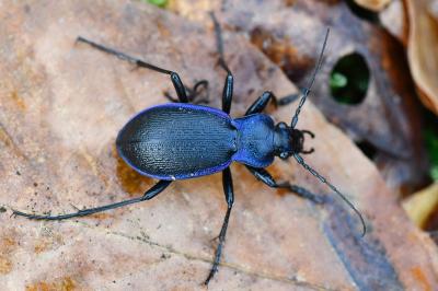 <i>Carabus problematicus</i>