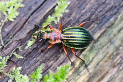 <i>Carabus auronitens</i>