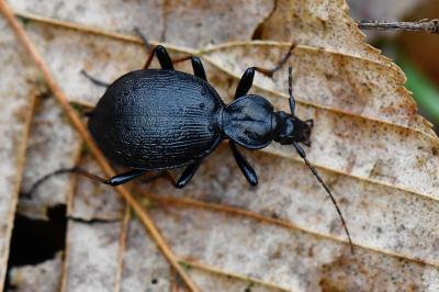 <i>Cychrus attenuatus</i>