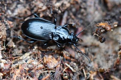 <i>Pterostichus</i>