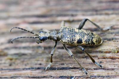 <i>Rhagium mordax</i>