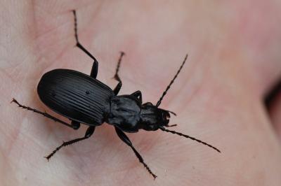<i>Pterostichus cristatus</i>