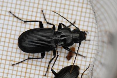 <i>Pterostichus cristatus</i>
