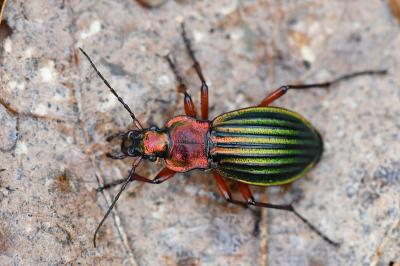<i>Carabus auronitens</i>