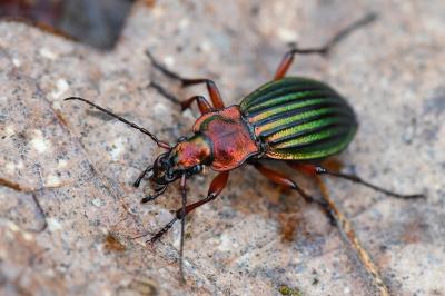 <i>Carabus auronitens</i>