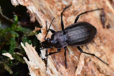 <i>Carabus arvensis</i>