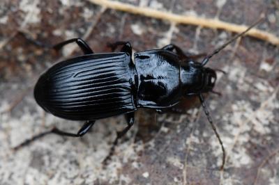 <i>Abax parallelus</i>