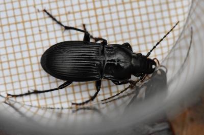 <i>Abax parallelus</i>