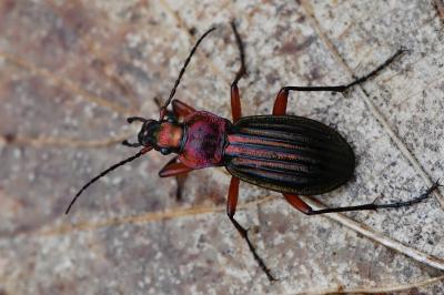 <i>Carabus auronitens</i>