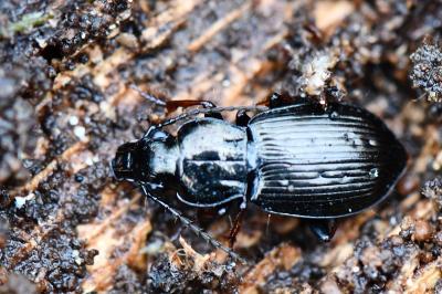 <i>Pterostichus oblongopunctatus</i>