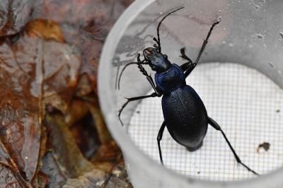 <i>Carabus problematicus</i>