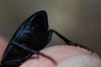 <i>Abax parallelus</i>