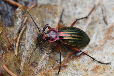 <i>Carabus auronitens</i>