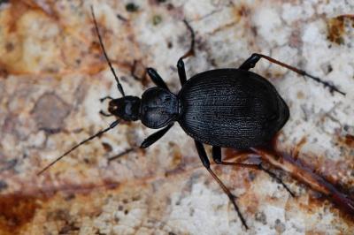 <i>Cychrus attenuatus</i>
