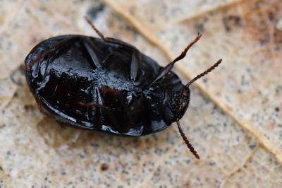 <i>Platydema violacea</i>