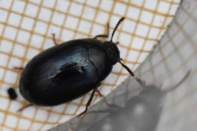 <i>Platydema violacea</i>