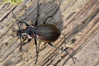 <i>Carabus arvensis</i>