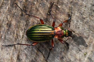 <i>Carabus auronitens</i>