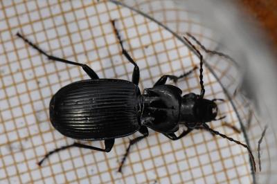 <i>Pterostichus cristatus</i>