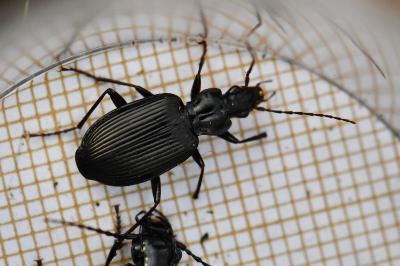 <i>Platynus assimilis</i>