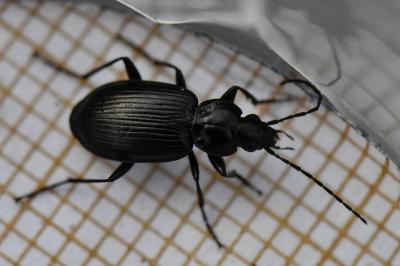 <i>Agonum</i>