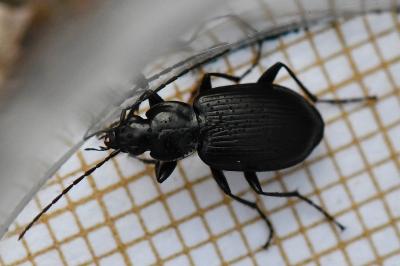 <i>Agonum</i>