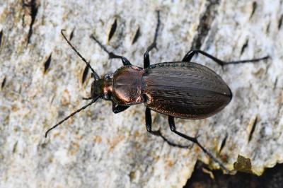 <i>Carabus arvensis</i>