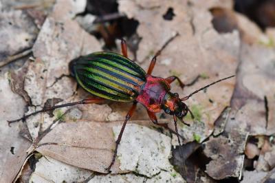 <i>Carabus auronitens</i>