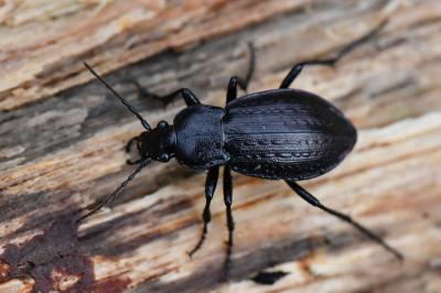 <i>Carabus arvensis</i>