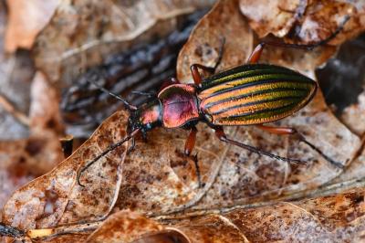 <i>Carabus auronitens</i>