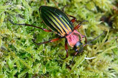 <i>Carabus auronitens</i>