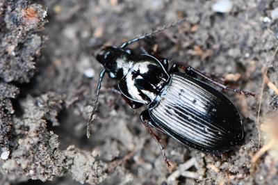 <i>Pterostichus oblongopunctatus</i>