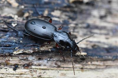 <i>Pterostichus madidus</i>