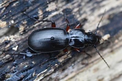 <i>Pterostichus madidus</i>