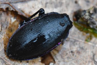 <i>Carabus violaceus</i>