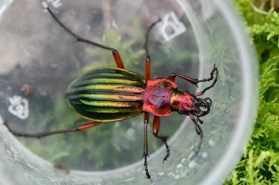 <i>Carabus auronitens</i>