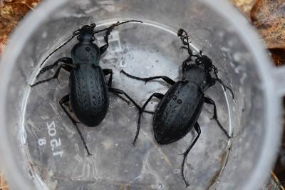 <i>Carabus arvensis</i>
