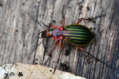 <i>Carabus auronitens</i>