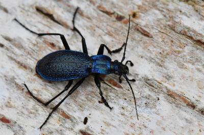 <i>Carabus intricatus</i>