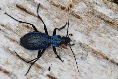 <i>Carabus intricatus</i>