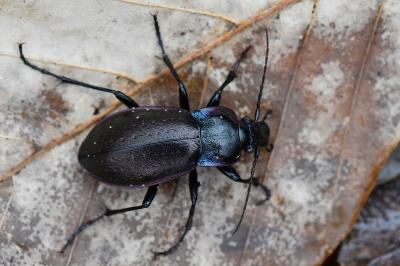 <i>Carabus nemoralis</i>
