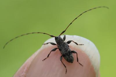 <i>Leiopus</i>