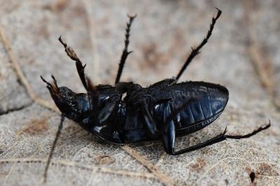 <i>Abax parallelepipedus</i>