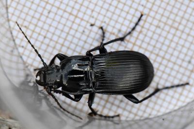 <i>Abax parallelepipedus</i>