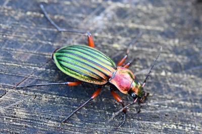 <i>Carabus auronitens</i>