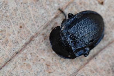 Petit Silphe noir