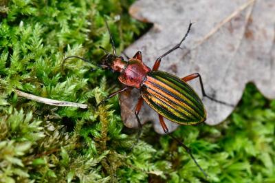 <i>Carabus auronitens</i>
